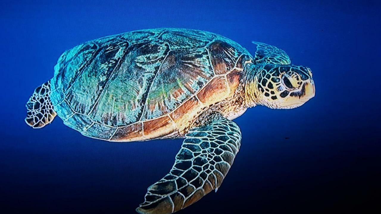 Jepun Bungalows Gili Meno Eksteriør bilde